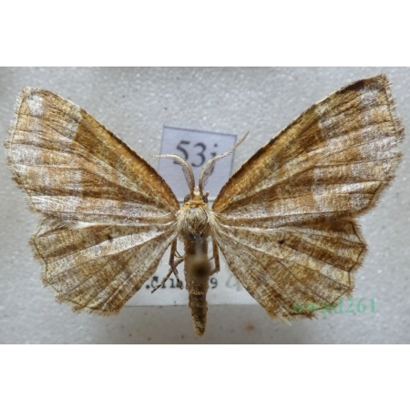 Cepphis advenaria (Hübner, 1790) male Cefis borówczak Czech53j
